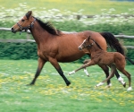 Beautiful horse